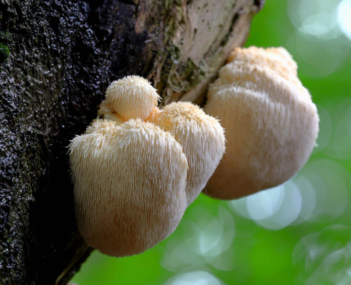 Mushrooms