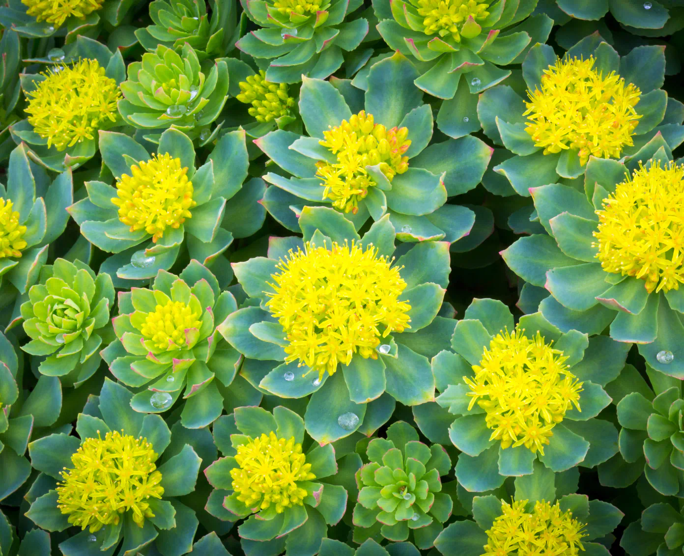 blooming plants