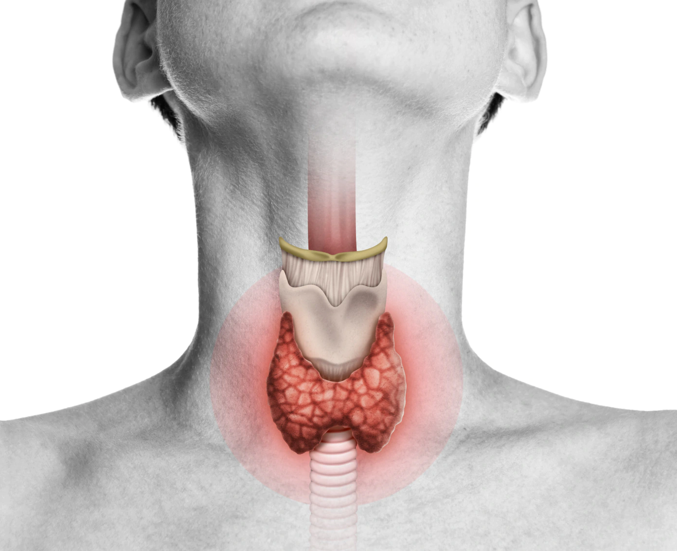 thyroid anatomy