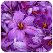 Saffron Flower