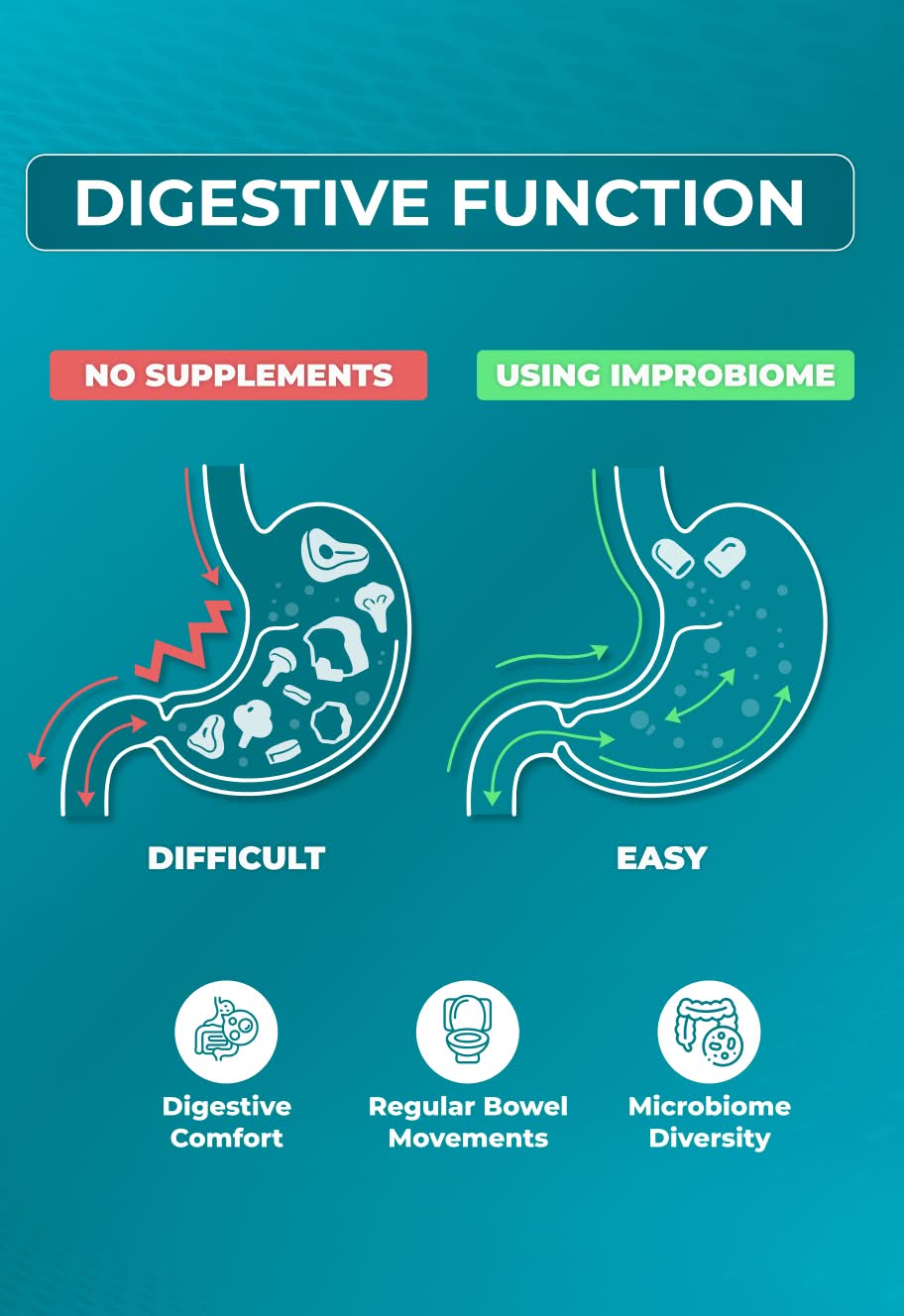 Digestive Function