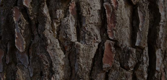 Maritime Pine Bark