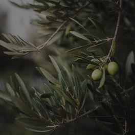 Olive Leaf Extract