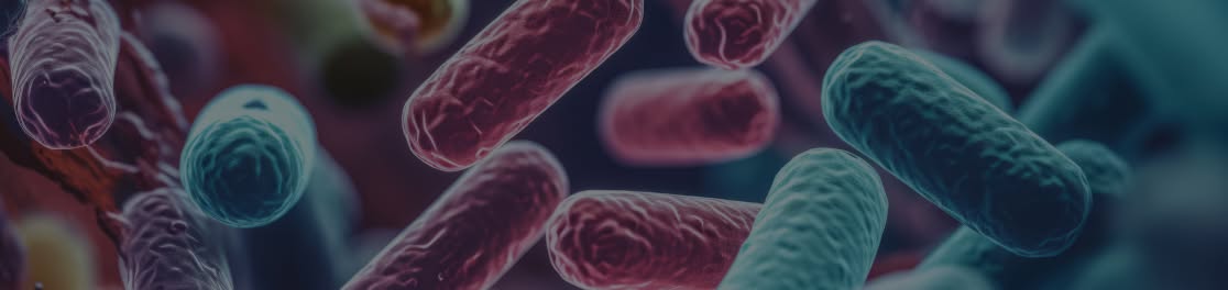 Akkermansia Muciniphila