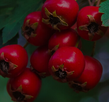 Hawthorn Berry