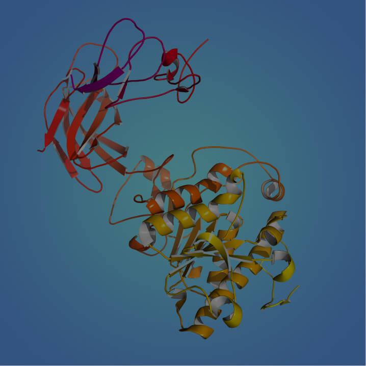 Lipase