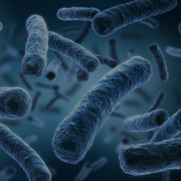 Probiotic Blend