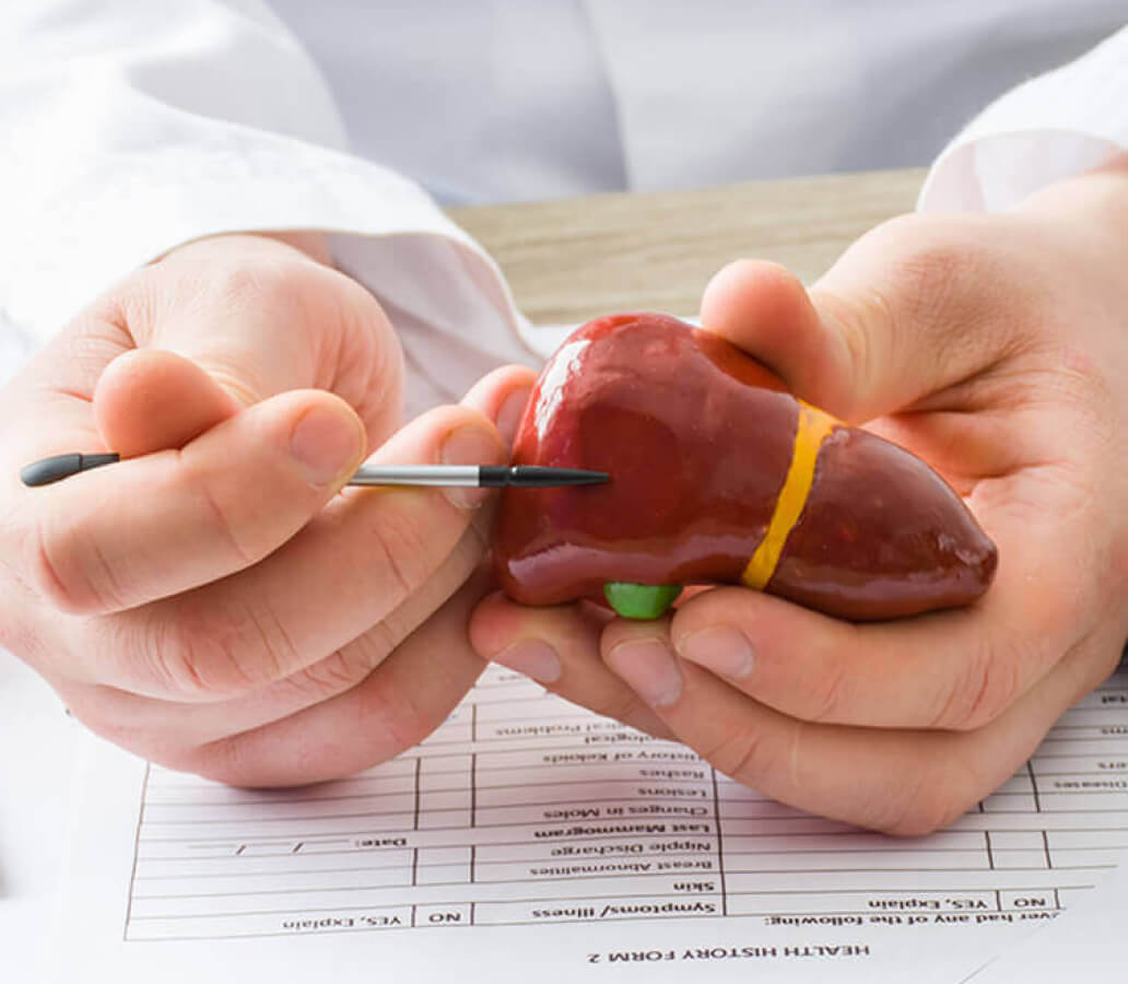 hands holding model of liver