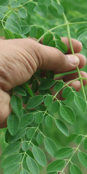 Moringa
