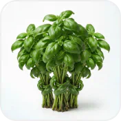 Basil leaves