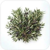Olive leaves