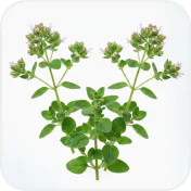 Oregano leaves