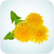 Dandelion flowers
